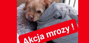 Akcja mrozy. Potrzebne domy tymczasowe dla zwierząt