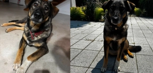 Muffinka pilnie szuka domu