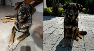 Muffinka pilnie szuka domu