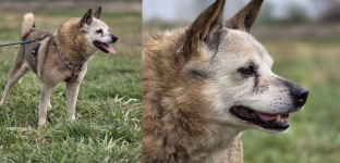 Jerzyk poszukuje domu