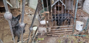 Pies zamknięty na dwóch metrach kwadratowych, wśród odchodów. Zgłoszenie uratowało psie życie