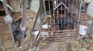 Pies zamknięty na dwóch metrach kwadratowych, wśród odchodów. Zgłoszenie uratowało psie życie