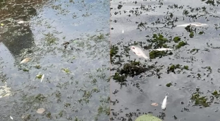 Śnięte ryby w kanale Odry w Oławie