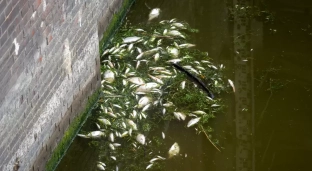 Tysiące martwych ryb w Odrze. Czy rzeka jest skażona?