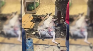 Martwa koza w jednym z lokali gastronomicznych