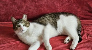 Kociak czeka aż los się do niego uśmiechnie