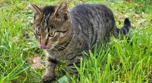 Kotka została porzucona. Kto da jej ciepły dom?