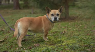 Urocza Daisy, suczka w typie buldoga francuskiego szuka domu