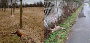 Uwaga na sarny w Oławie! Straż miejska apeluje o ostrożność