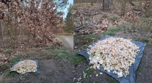 Straż Leśna ostrzega: Nie dokarmiaj zwierząt odpadkami