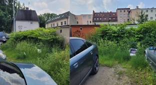 Zielony problem w mieście? Mieszkańcy Oławy skarżą się na wysoką trawę