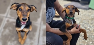 Trafiła do schroniska już jako szczeniak, została adoptowana, ale wróciła