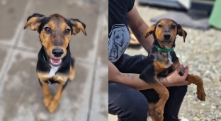 Trafiła do schroniska już jako szczeniak, została adoptowana, ale wróciła