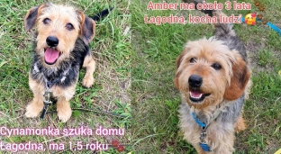 Nie kupuj, adoptuj. Amber, Imbir i Cynamonka czekają na dom