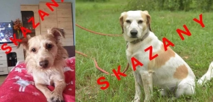 To ostatnia szansa dla tych psiaków!