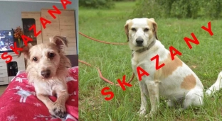 To ostatnia szansa dla tych psiaków!
