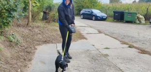 Pomóż psiakom z przytuliska. Spacery potrzebne do końca tygodnia