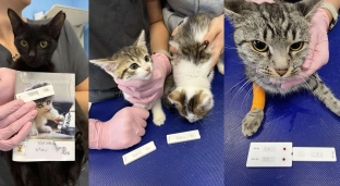 Zdrowe kociaki pilnie szukają domów!