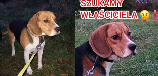 Został znaleziony w Godzikowicach. Płacze w schronisku i czeka na swojego właściciela