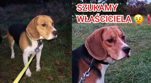 Został znaleziony w Godzikowicach. Płacze w schronisku i czeka na swojego właściciela