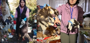 Koty z piekła w Oławie. Wolontariusze uratowali dwanaście zwierząt