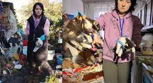 Koty z piekła w Oławie. Wolontariusze uratowali dwanaście zwierząt