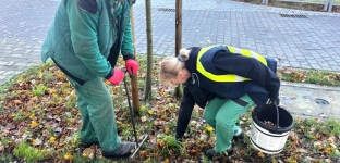 W Oławie zakwitnie pięć tysięcy krokusów