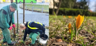 W Oławie zakwitnie pięć tysięcy krokusów