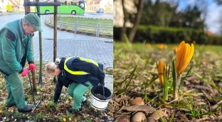 W Oławie zakwitnie pięć tysięcy krokusów