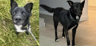 Romuś i Orion znaleźli dom. Teraz na pomoc czeka Batman