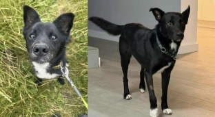 Romuś i Orion znaleźli dom. Teraz na pomoc czeka Batman