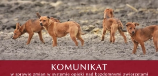 Stanowisko Gminy Oława w sprawie opieki nad bezdomnymi zwierzętami