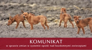 Stanowisko Gminy Oława w sprawie opieki nad bezdomnymi zwierzętami