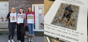 Kup kalendarz, wspieraj bezdomne psy i koty!