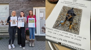 Kup kalendarz, wspieraj bezdomne psy i koty!