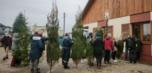 Świąteczny hit Nadleśnictwa Oława - choinki wyprzedane w godzinę
