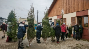 Świąteczny hit Nadleśnictwa Oława - choinki wyprzedane w godzinę