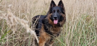 Zaopiekuj się Luną