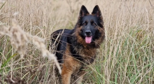 Zaopiekuj się Luną