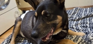 Ślepek ma padaczkę. Możesz mu pomóc