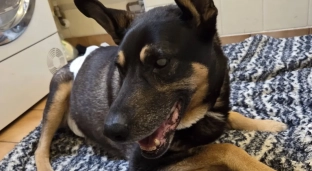 Ślepek ma padaczkę. Możesz mu pomóc