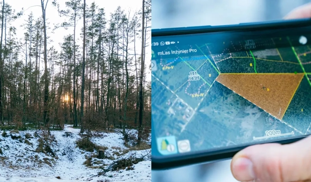 Planowana wycinka w Bystrzyckim lesie. Nadleśnictwo tłumaczy powody i zakres prac