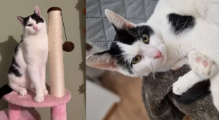 Kocur Makaron do adopcji 