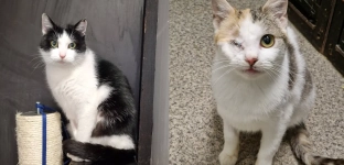 Renatka i Tessa szukają kochającego domu