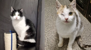 Renatka i Tessa szukają kochającego domu