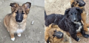 Pięć maluchów czeka na adopcję