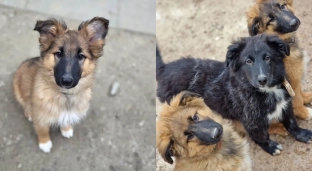 Pięć maluchów czeka na adopcję