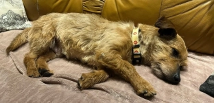 Maksiu szuka domu na zawsze. Nie pozwólmy mu wrócić do schroniska