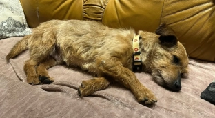 Maksiu szuka domu na zawsze. Nie pozwólmy mu wrócić do schroniska