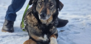 Muffinka, sunia pełna miłości szuka domu!